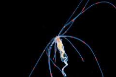 Spaghetti Worm - Terebellidae  Family - Juvenile