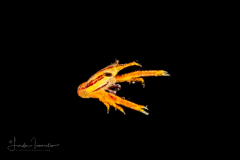 Squat Lobster - Galatheidae Family
