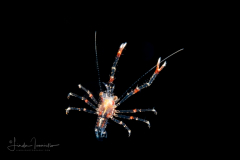 Squat Lobster - Postlarval