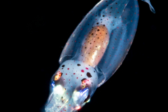 Squid