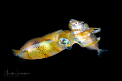 Squid with a Fish Prey