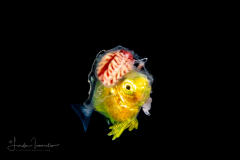 Unknown Fish with a Hydromedusa - Leuckartiara gardineri
