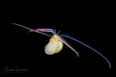 Veliger Larva of a Marine Gastropod