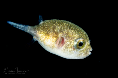 White-Spotted Puffer - Arothron hispidus ?