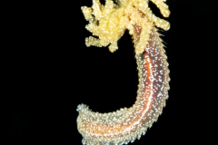 Worm - Terebellidae Family