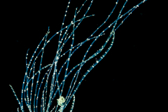 Worm - with all the feeding tentacles fully out - Terebellidae Family