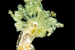 Worm - with all the feeding tentacles tightly curled - Terebellidae Family