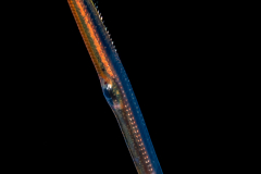 Wormfish - Microdesmidae - maybe a Gunnellichthys species