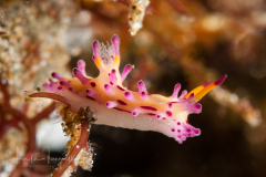 Aegires villosus