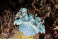 Ceratosoma sinuatum