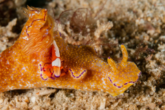 Ceratosoma tenue