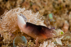 Chelidonura amoena
