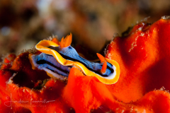 Chromodoris annae