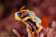 Chromodoris magnifica