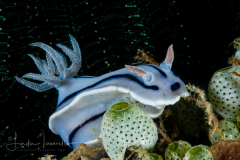 Chromodoris willani