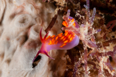 Cuthona sibogae