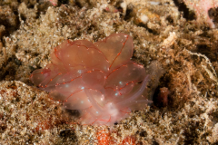 Cyerce elegans