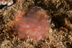 Cyerce elegans