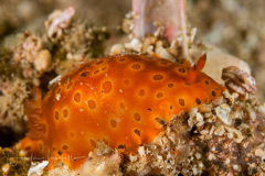 Dendrodoris guttata
