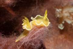 Diversidoris crocea