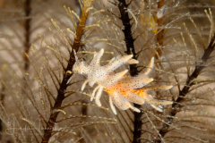 Eubranchus sp. 3