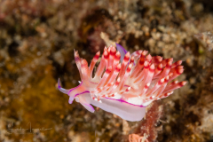 Coryphellina rubrolineata
