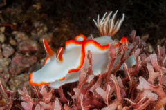 Glossodoris averni