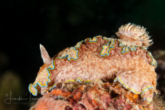 Glossodoris cincta