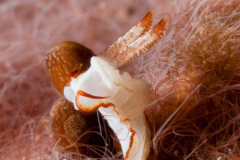 Goniodoris sp. 1