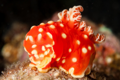 Gymnodoris aurita