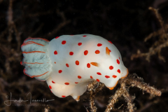 Gymnodoris ceylonica