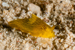 Gymnodoris sp. 21