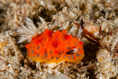 Halgerda tessellata