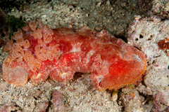 Hexabranchus sanguineus