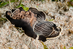 Hsini Lin It is a still undescribed Armina. Some called it Armina papillata, some Armina cf. comta, and it is Armina sp. 9 on Sea Slug Forum.