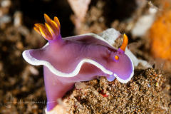 Hypselodoris apolegma
