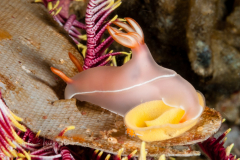 Hypselodoris bullocki