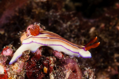 Hypselodoris emma