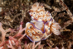 Hypselodoris tryoni