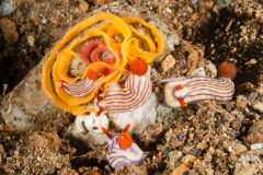 Hypselodoris whitei