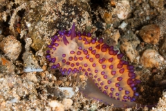 Janolus flavoanulatus