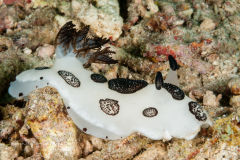 Jorunna funebris