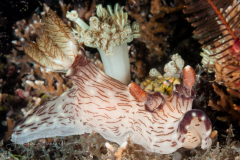 Jorunna rubescens
