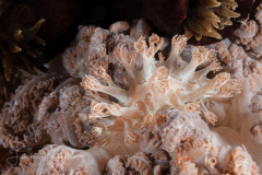 Marionia sp. 13