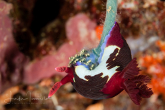 Nembrotha chamberlaini