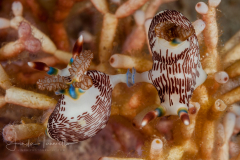 Nembrotha lineolata