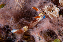 Nembrotha lineolata