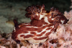 Nembrotha mullineri
