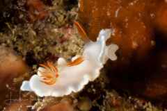 Noumea angustolutea