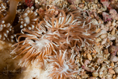 Phestilla sp. 3